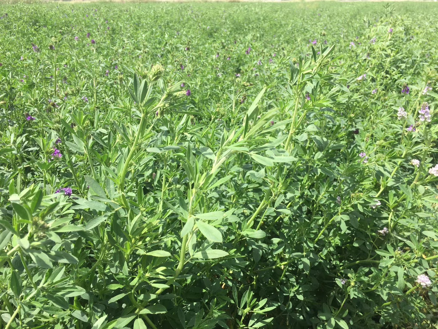 2020新紫花苜蓿干草 植物饲料苜蓿草捆 厂家直销 现货批发