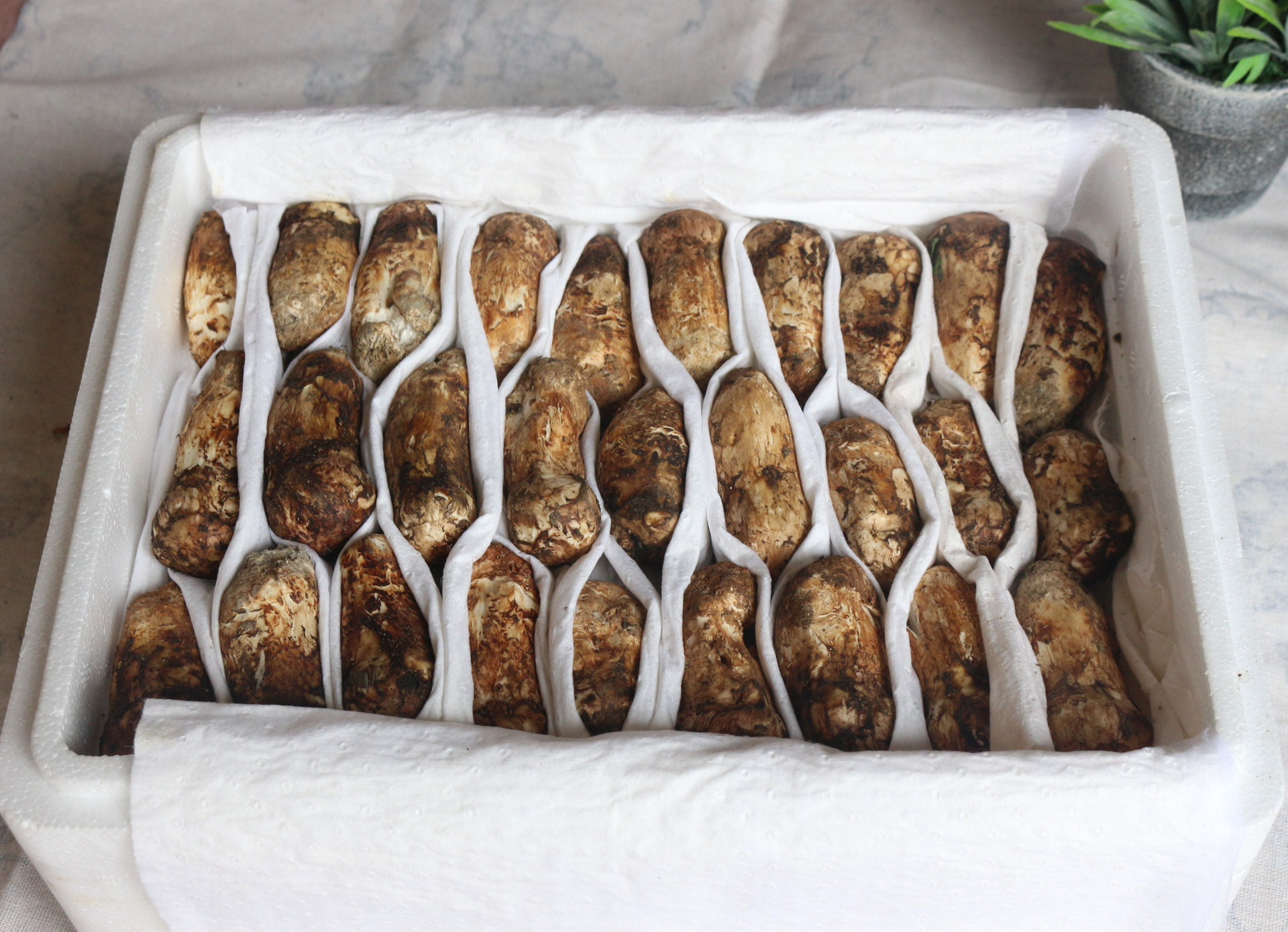 云南特产野生松茸鲜 香格里拉新鲜松茸菌 湿松茸 蘑菇菌菇2斤包邮