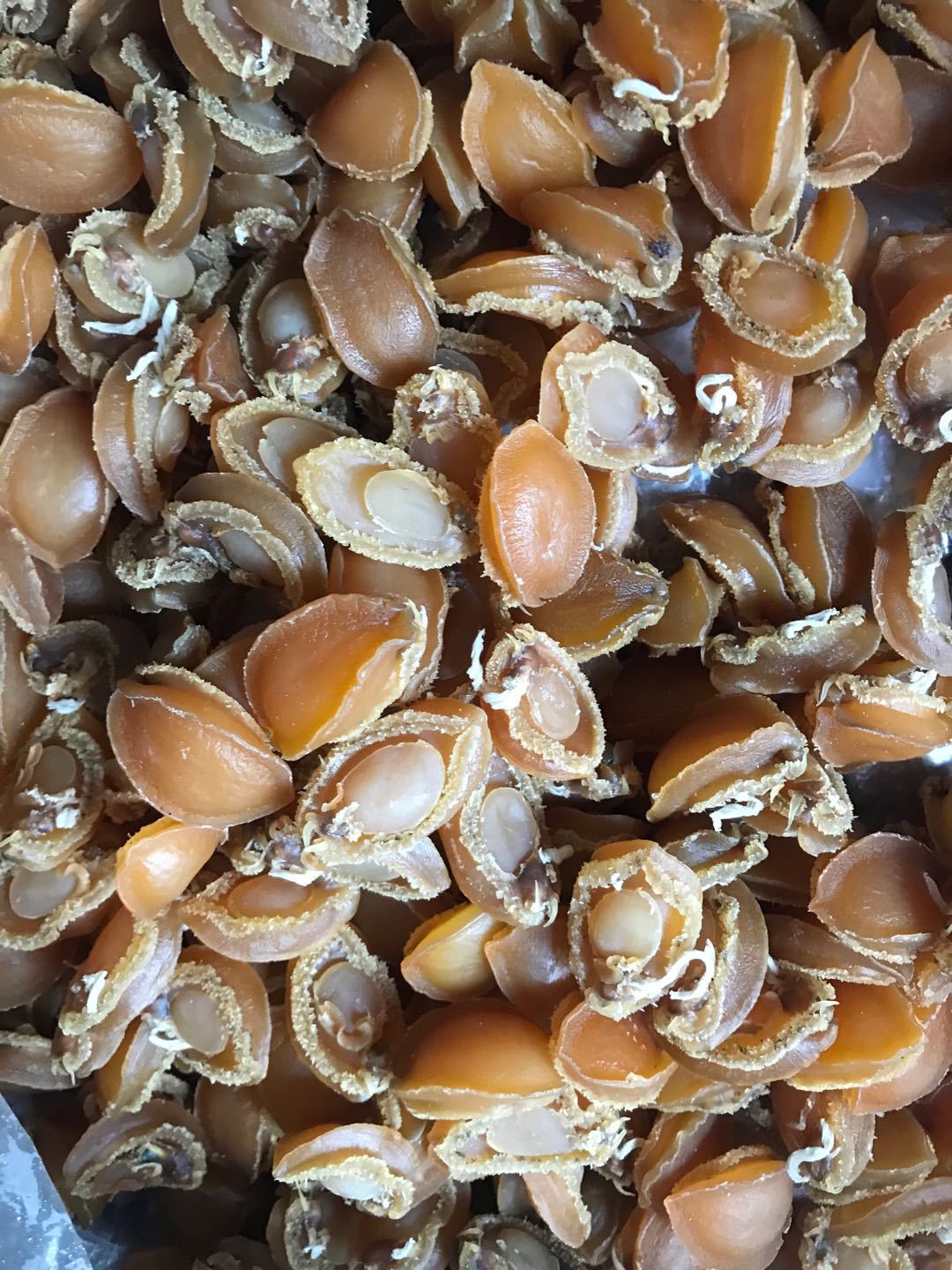 北部湾淡晒鲍鱼干北海鲍鱼干干货散装500g约100头/60头大号鲍鱼干