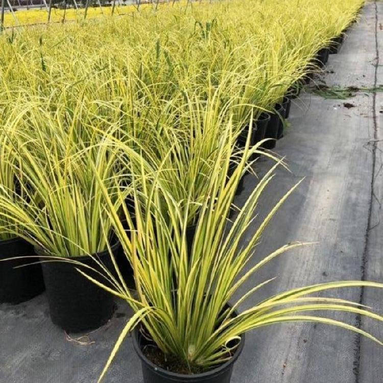 四川金叶石菖蒲花苗订购 园林角落栽培花卉 可起衬托作用石菖蒲