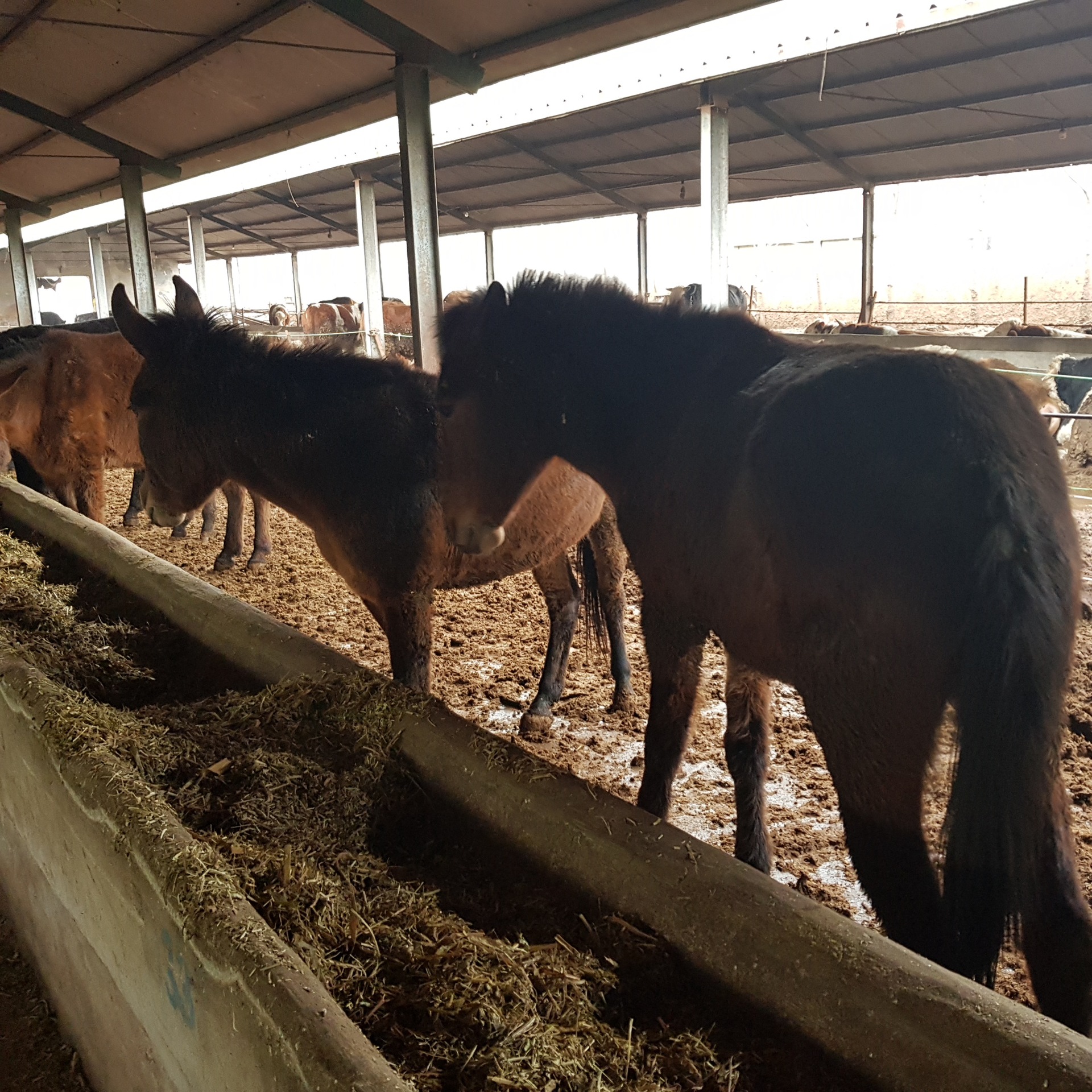 骡子养殖场活驴运输 干活载重骡子 山路驮货骡子肉骡