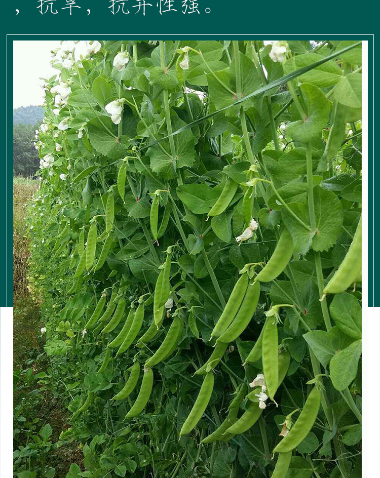 袋品牌菜菜芽货号蓟宏一品荷兰豆产地/厂家蓟宏成活率98(%)含水量