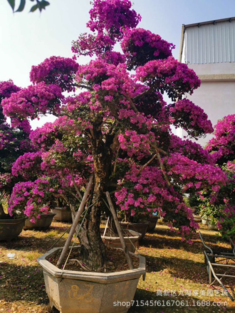 福建造型紫花三角梅桩头批发 簕杜鹃桩景基地 九重葛三角梅古桩