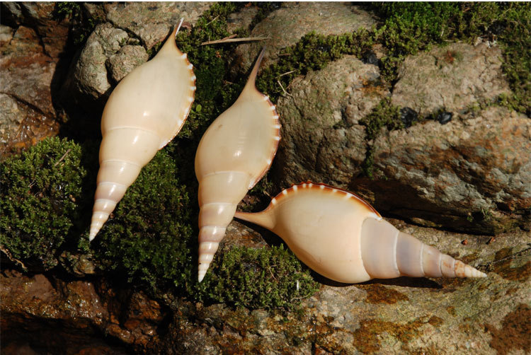 天然海螺贝壳海边旅游景区造景装饰 标本收藏 婚庆地台马丁长鼻螺