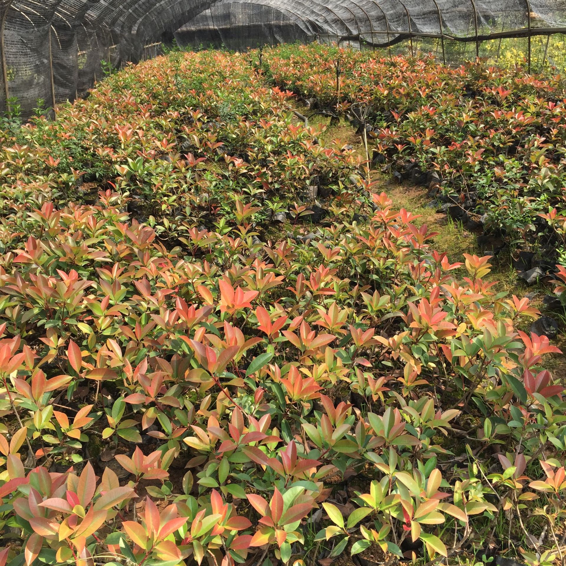 红叶石楠苗 常绿灌木工程绿化绿篱 园林行道树 基地直销