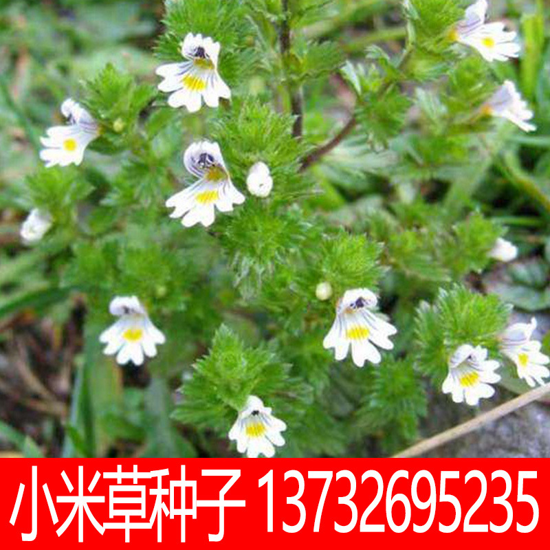 小米草种子 水草鱼虾蟹牧草籽雀叶稗湖南稷子