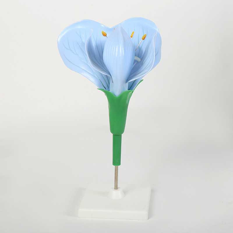 生物教学模型 桃花土豆花油菜花豌豆花模型花朵模型 厂家直供