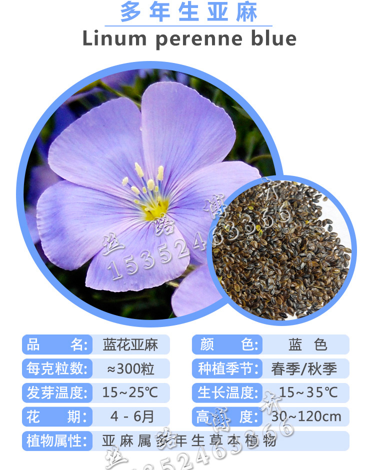 蓝花亚麻籽种四季播种开花室外景观盆栽耐寒冬季花卉种子易活