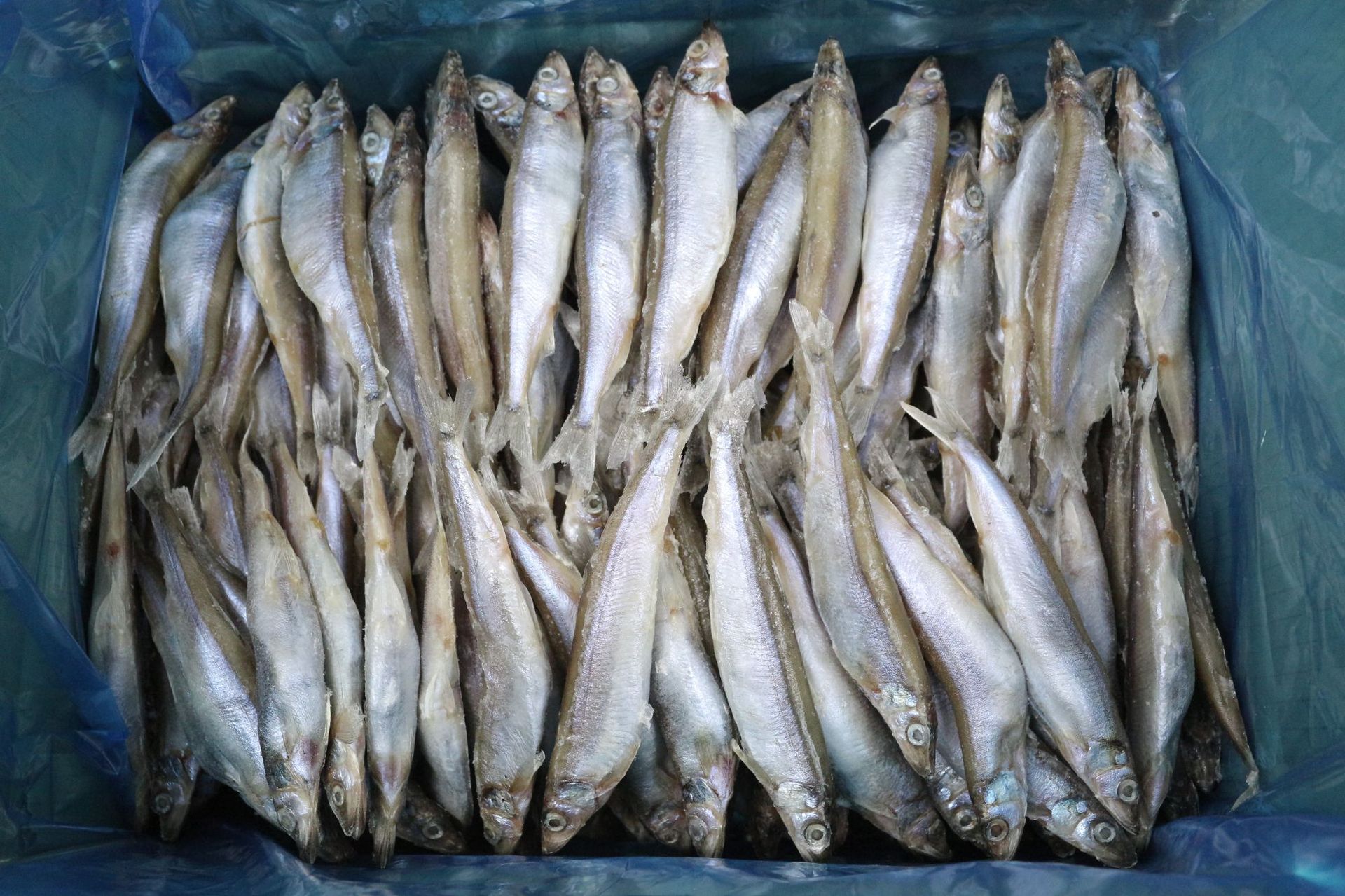 【翔之鱼】母体多春鱼 单冻满籽 全规格冷冻5公斤/件海鲜批发