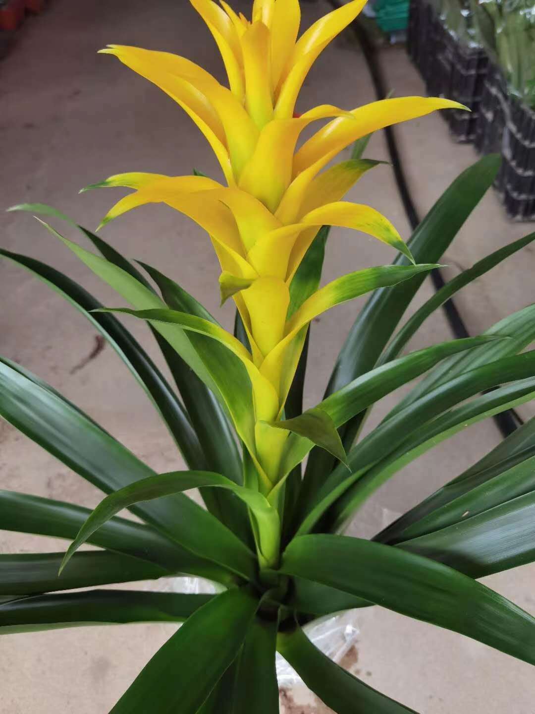 基地直销年宵花卉绿植客厅室内观花植物鸿运当头黄星凤梨花