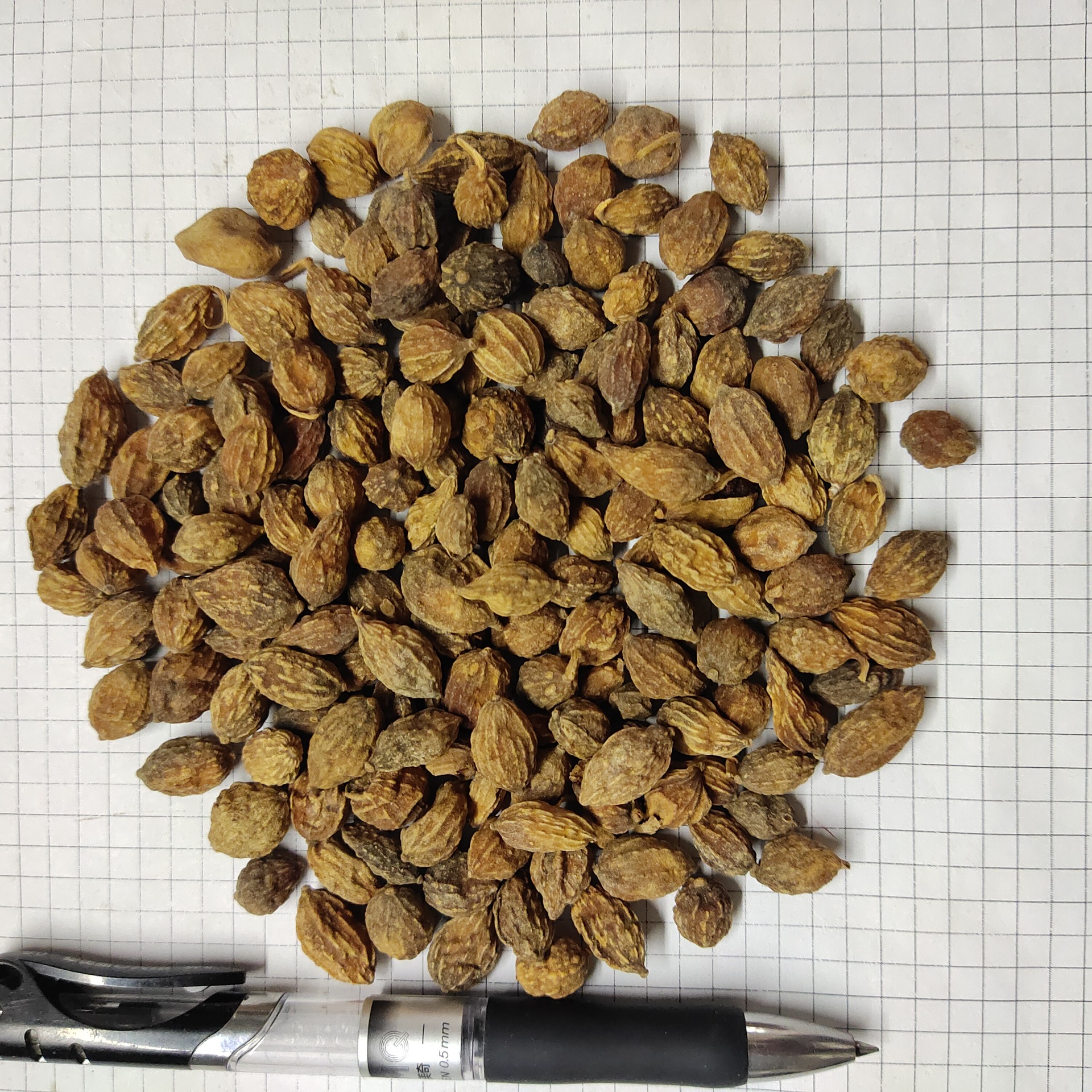 益智仁yizhiren 产地广东省阳春市 6月产新 40元每公斤包邮 益智