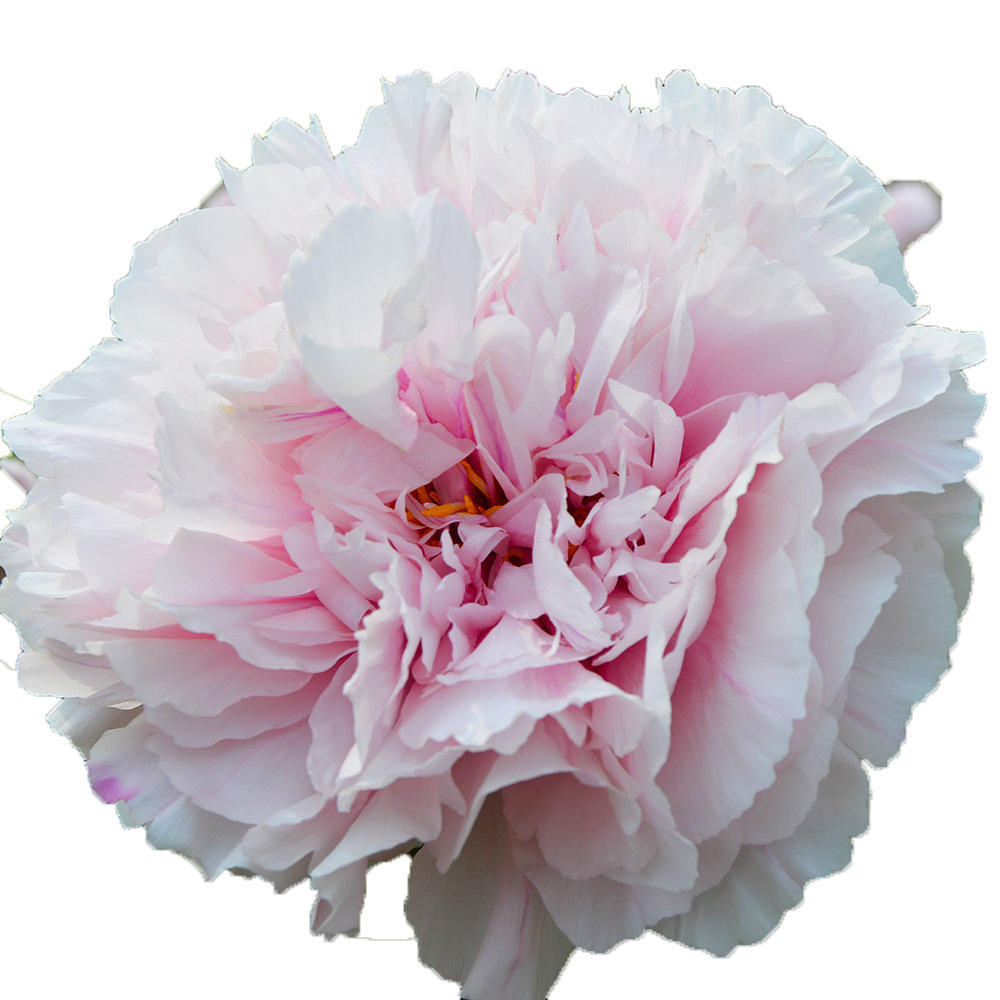 00规格3种规格 可选属性蓝宝石牡丹 牡丹苗品种