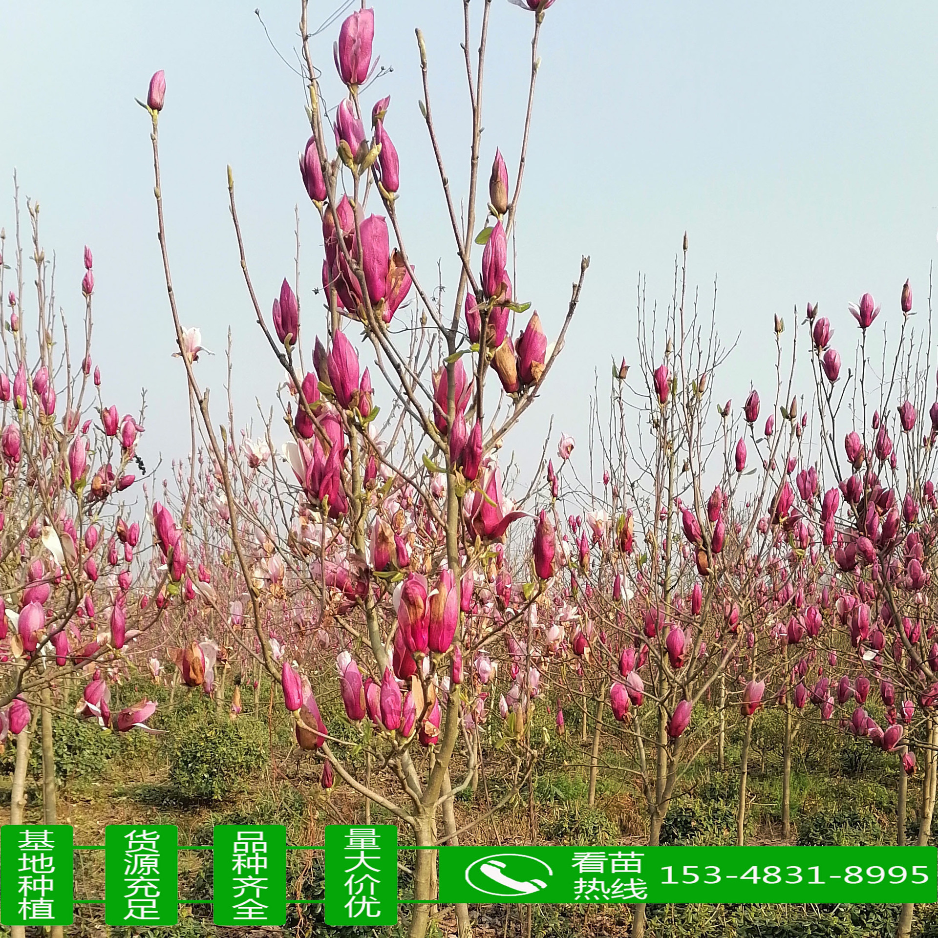 农户直批紫玉兰花树苗紫玉兰树紫玉兰苗各类规格紫玉兰