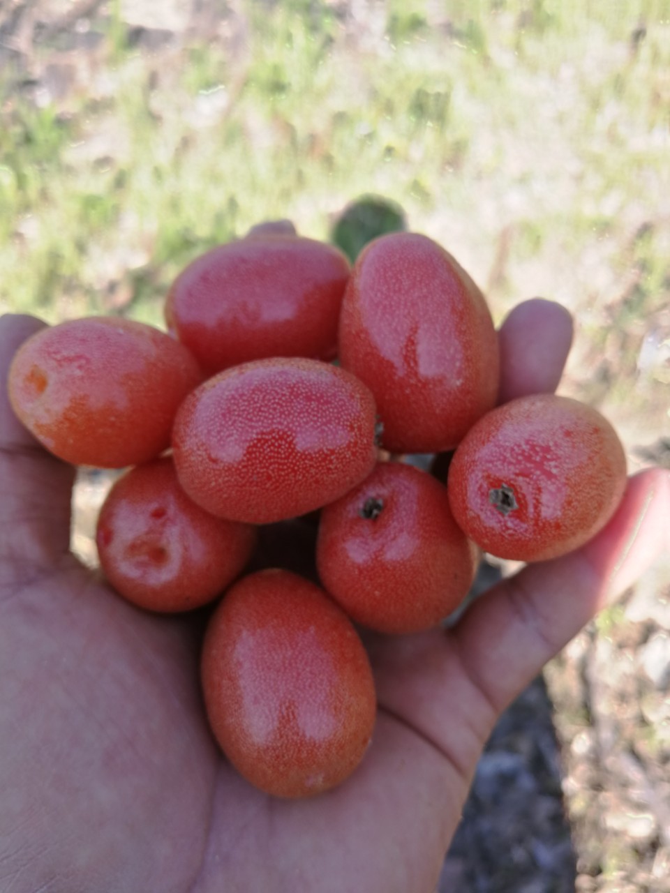 云南临沧特产甜羊奶果牛奶果孕妇新鲜当季时令水果顺丰包邮