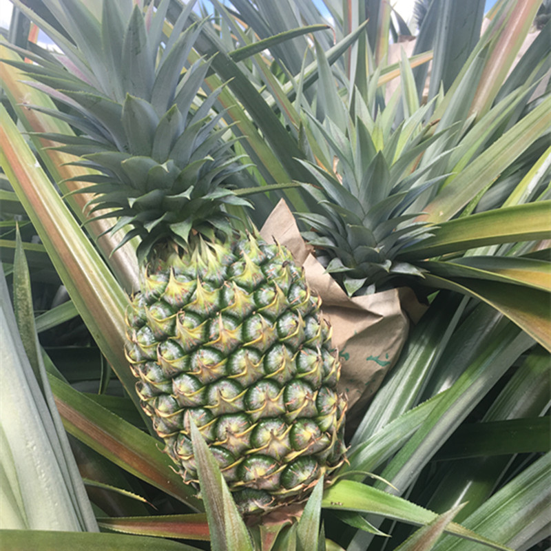 海南金钻凤梨9斤当季新鲜牛奶手撕凤梨非香水大菠萝水果一件代发