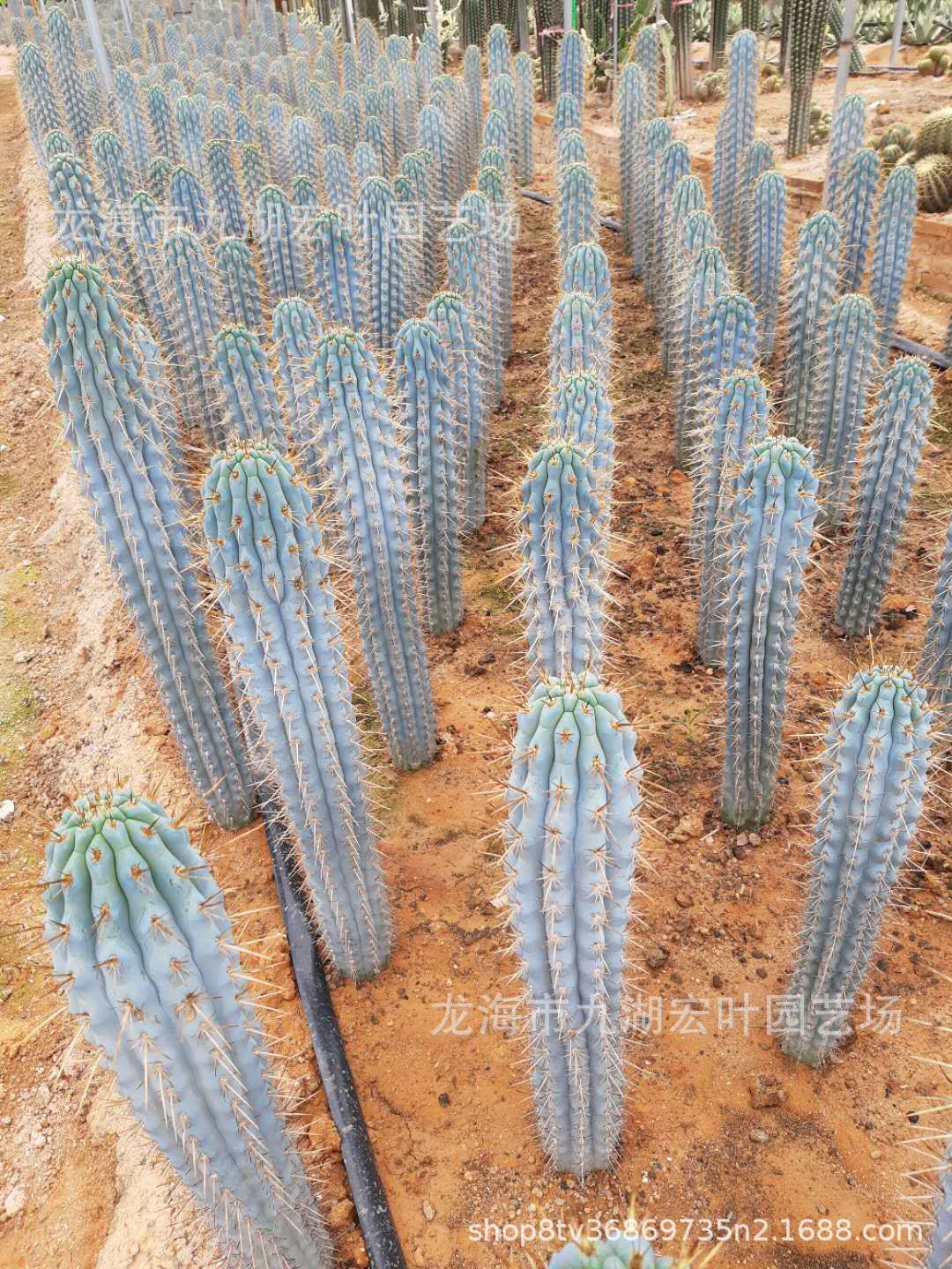 佛塔柱佛光柱 蓝爱神木龙神木蓝色仙人掌沙生植物 仙人柱批发