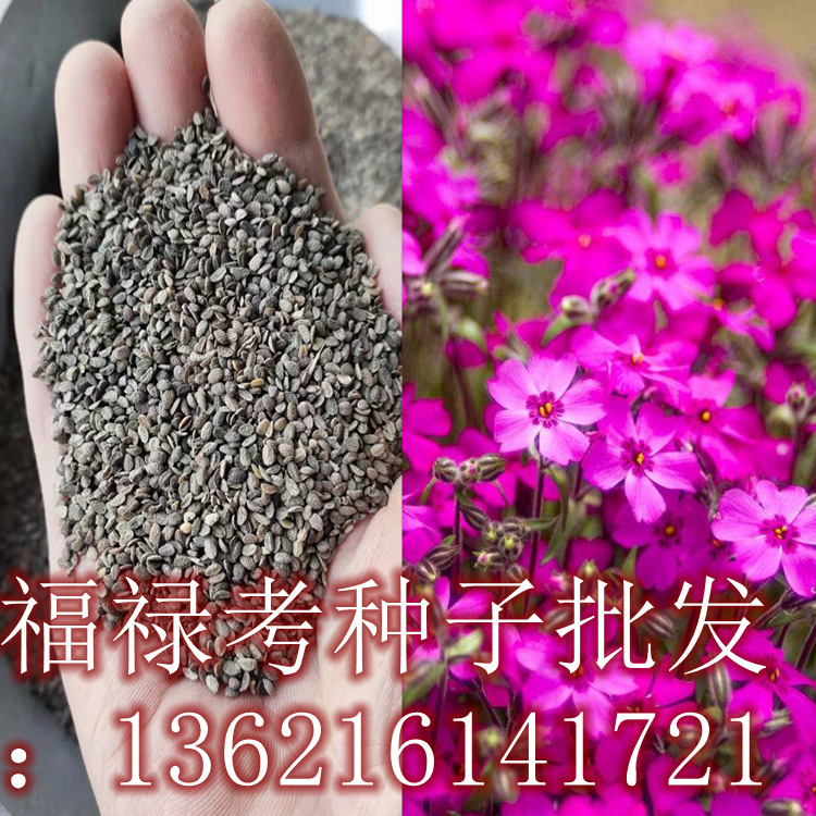 春秋种植观赏草花种子品种达1000多个