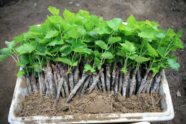 葡萄树苖阳光玫瑰葡萄苗树果苗蓝宝石北南方种植爬藤巨峰葡萄树苗