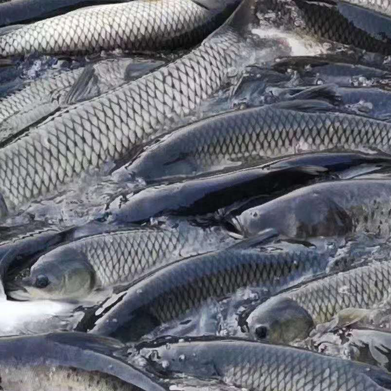 大量批发 淡水鱼活鱼新鲜草鱼草皖草混子 鲜活水产养殖鱼