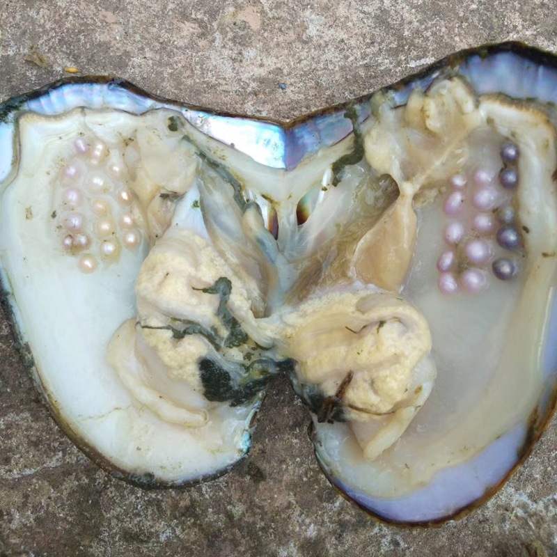 多珠三角蚌活体景区观光旅游家庭水池养殖珍珠大蚌青年