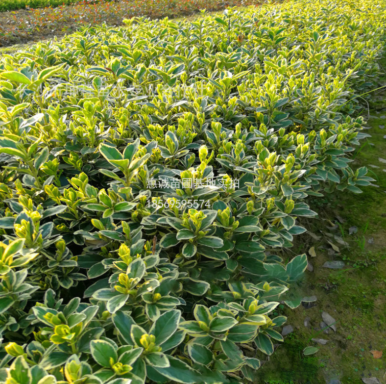 供应金边黄杨地苗杯苗小毛球地被苗常绿灌木绿化工程色块绿篱景观