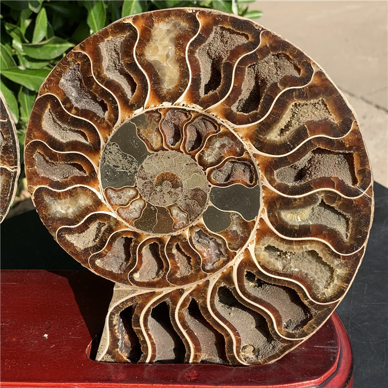 天然马达加斯加菊石摆件 开片螺化石双片螺发财螺风水摆件