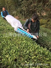 落合双人采茶机多人采茶机平形弧形茶园修剪机茶叶收获采摘机