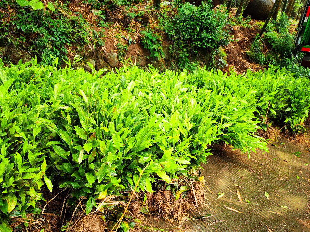 中茶108香形茶浙江茶苗