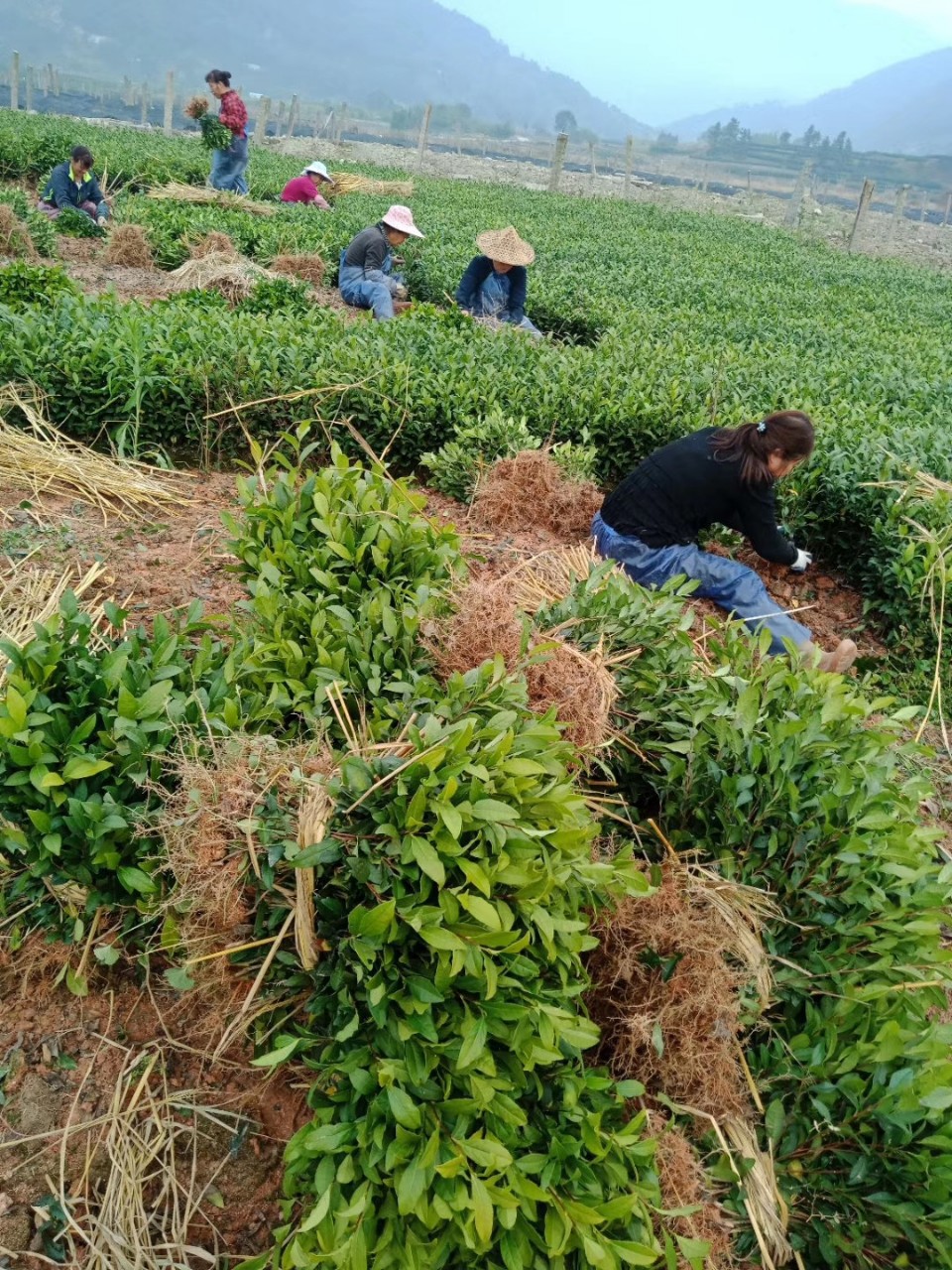 中茶108茶苗批发 龙井系列香形茶