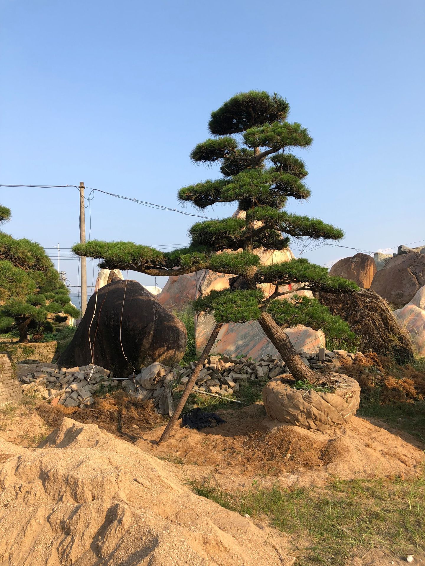 精品造型日本大阪松 五针松 罗汉松 黑松 城市园林绿色景观