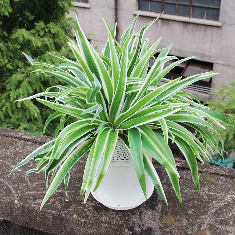 批发假草白边草吊兰草植物墙配材仿真草插花装饰草皮墙点缀兰花草