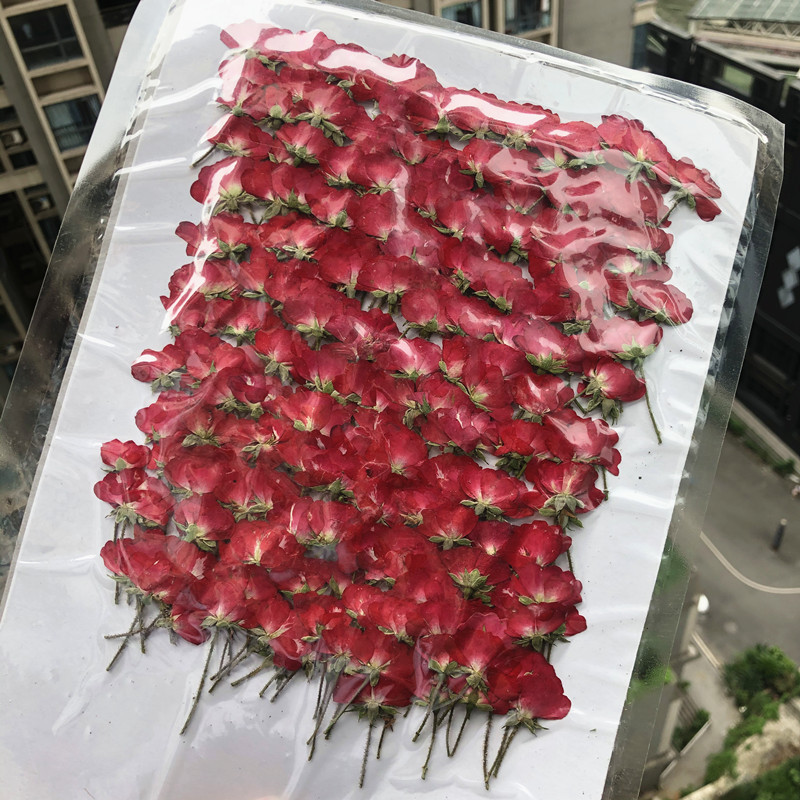 带枝玫瑰花月季干花压花标本滴胶手机壳儿童手工贴画相框书签材料-阿