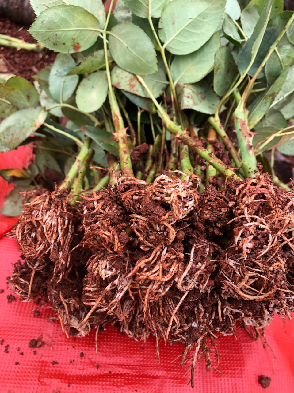 云南四季玫瑰苗 大花月季花卉花苗 盆栽绿植观赏玫瑰小苗顺丰包邮