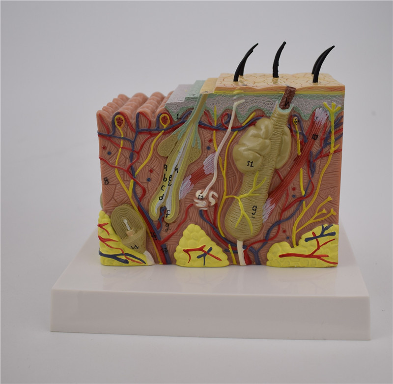 人体皮肤结构放大模型整容美容皮肤肤性分析35倍美妆教学展示