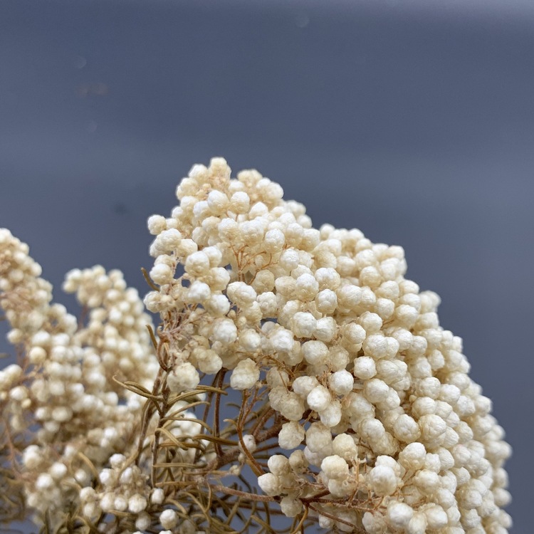 澳洲米花干花图片