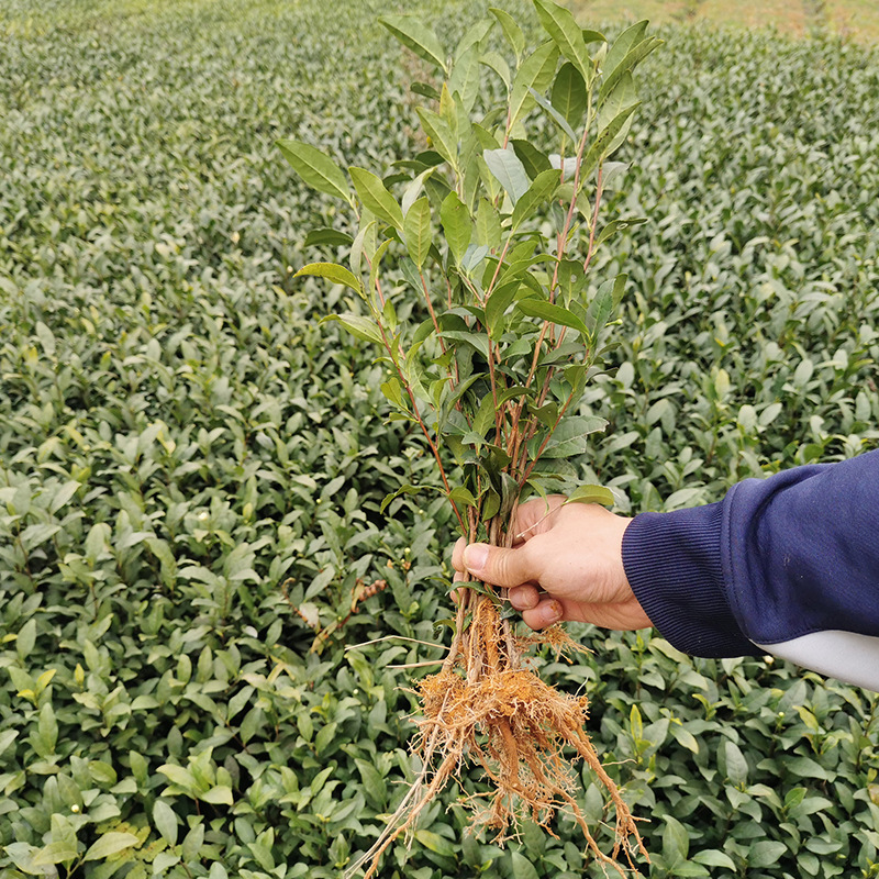 福鼎大白 茶苗 茶树苗白茶苗品种华茶1号基地货源厂家批发