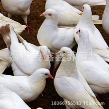 四川凉山肉鸽（种鸽）繁殖基地落地王鸽|广场鸽出售白羽王种鸽|