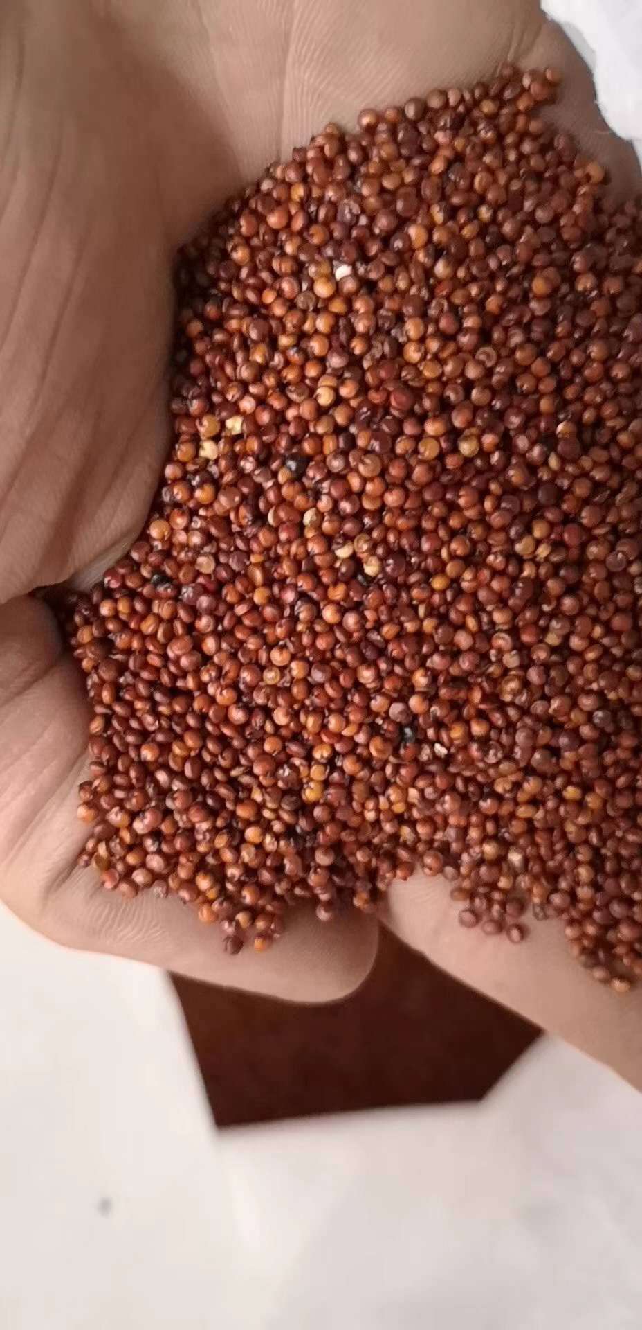 产地直供批发秘鲁进口藜麦红黑白三色藜麦五谷杂粮藜麦龙牙米