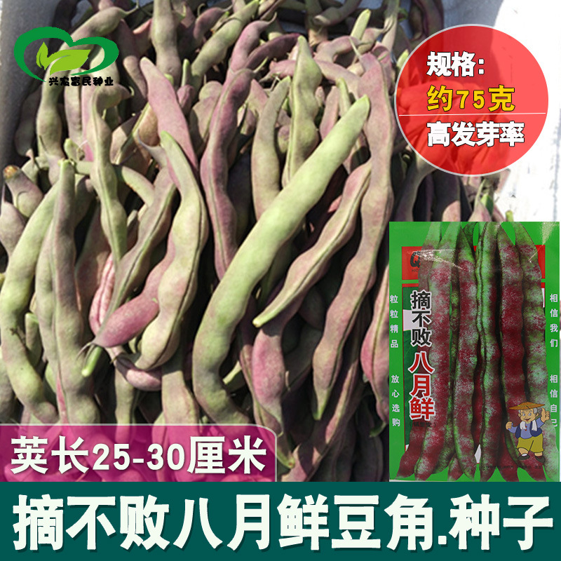 摘不败八月鲜豆角种子 农田菜园中早熟荚肉厚结荚多豆角蔬菜籽