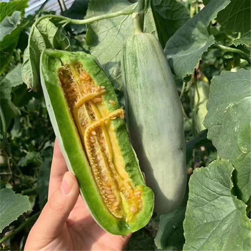 现摘现发当季水果甜瓜脆甜多汁博洋61号蜜瓜 羊角蜜批发5斤代发