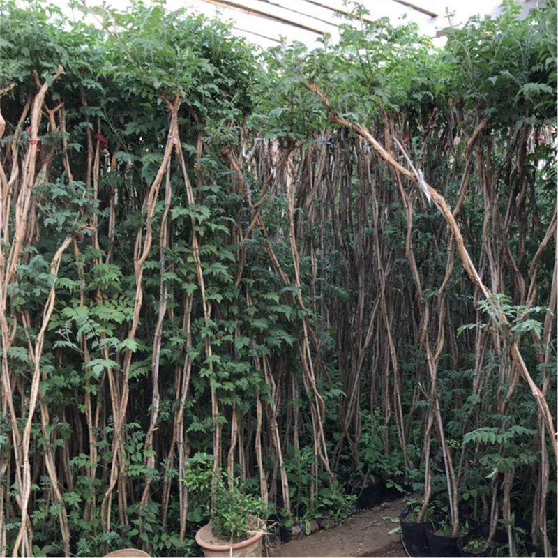 出售凌霄花藤本植物 凌霄树苗基地起苗 大花凌霄花色艳丽-阿里巴巴