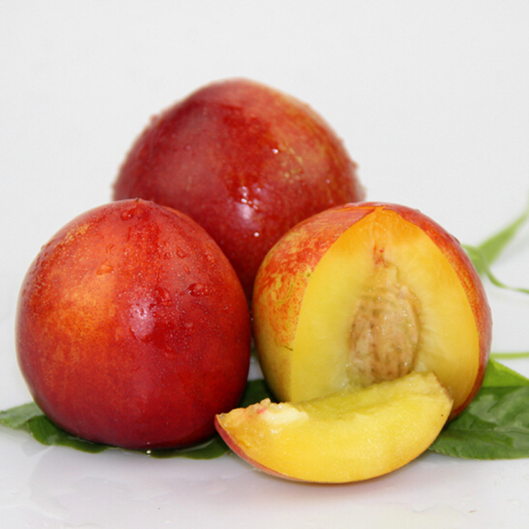 山东油桃新鲜水果桃子脆甜应季现摘现发整箱时令油桃5斤一件代发