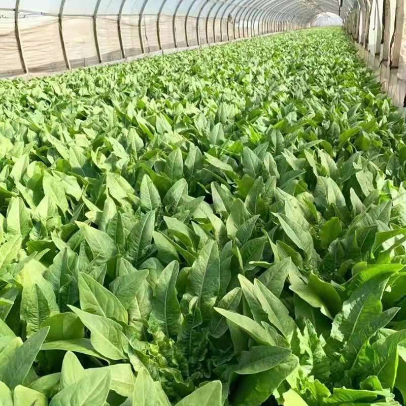 带箱10斤包邮 云南新鲜油麦菜叶苗新鲜蔬菜牛利生菜青菜基地直发