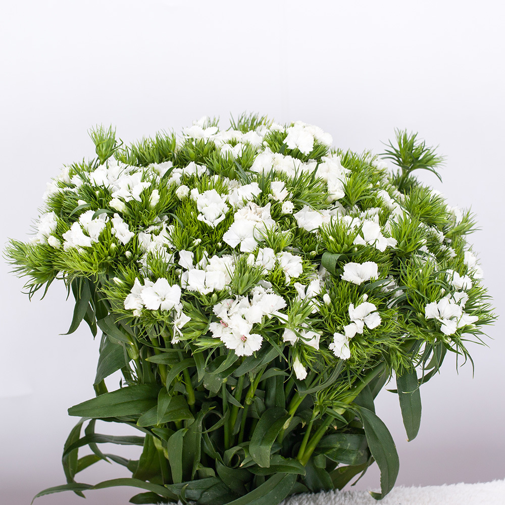 云南鲜花 红日花卉配花 相思梅鲜切花(1kg一扎)