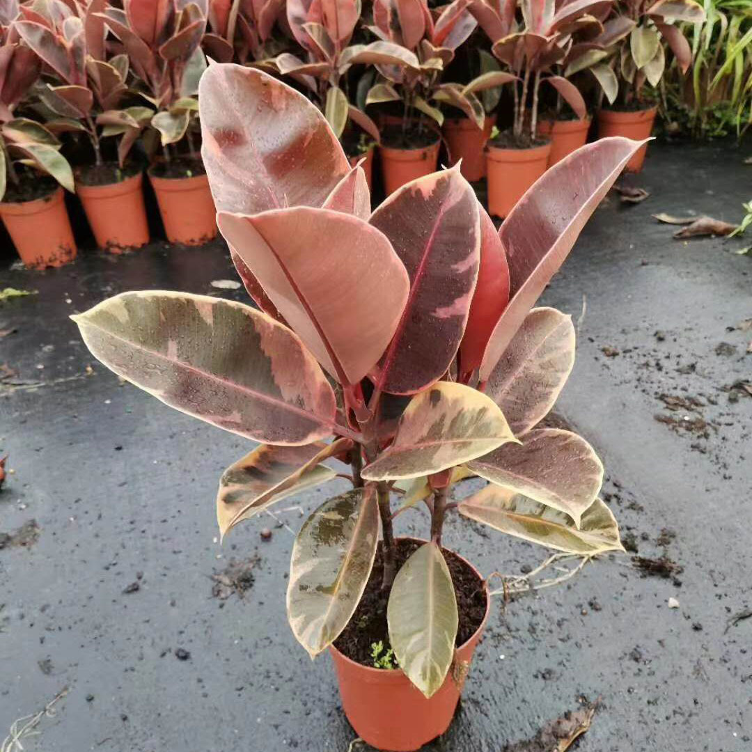 基地直供盆栽花卉植物居家绿植花卉盆栽橡皮树150红关公