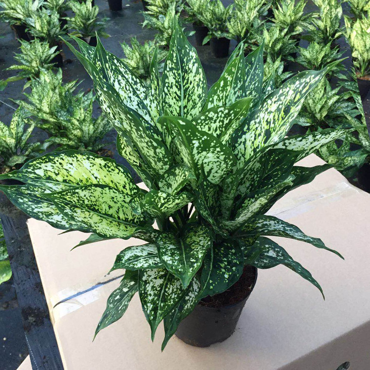 基地直批粗勒草绿翡翠盆栽观叶植物四季常青绿植居家花卉净化空气