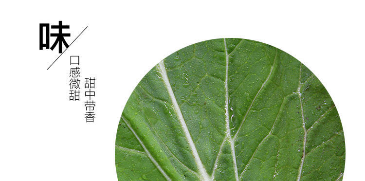 产地直供新鲜饭包叶 大白菜叶子 饭包专用 一包20片新鲜菜叶 不新