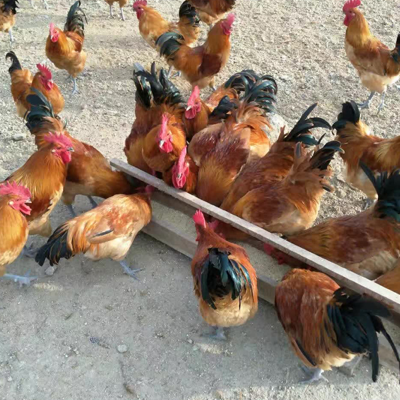 纯种笨鸡苗 小鸡活苗 柴鸡苗小鸡仔活的土鸡苗鸡苗活体三黄鸡苗