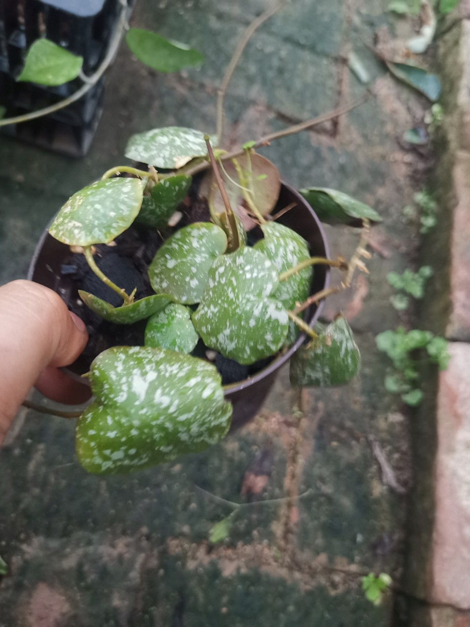 龟壳球兰? 室内观叶植物盆栽绿植花卉批发