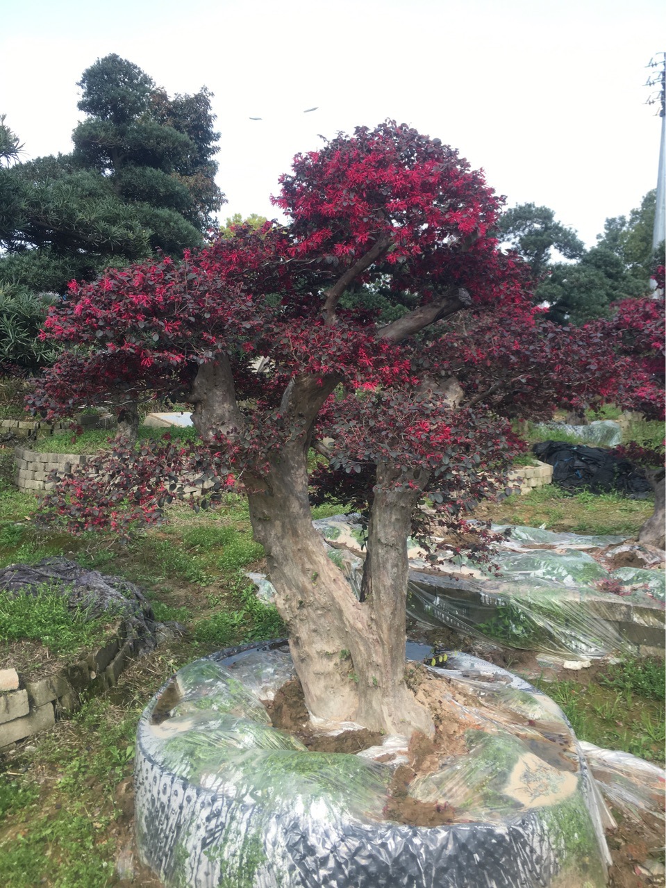 浙江宁波奉化精品造型红花继木桩供应